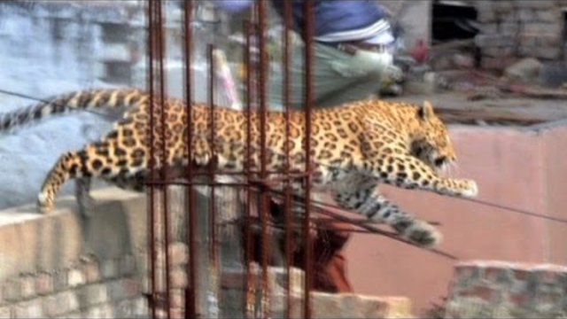 Леопард на свобода предизвика паника в Индия