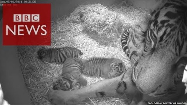 Три Малки Зебрички в Лондонската Зоологическа Градина / London Zoo - BBC News