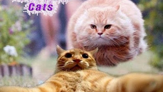 Лучшие приколы про котов || FailDumb