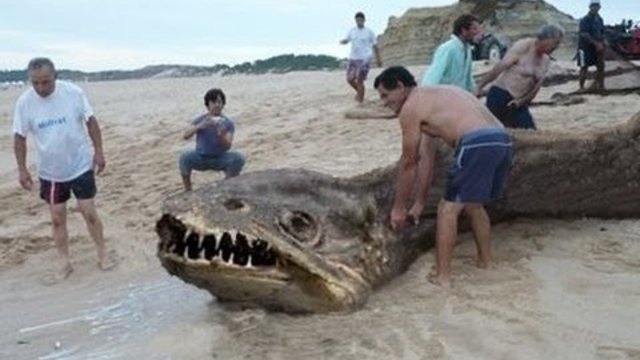 УЖАС! Вижте какво морско чудовище изхвърли океана