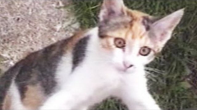FUNNY CAT Video - Funny Home Video Compilation