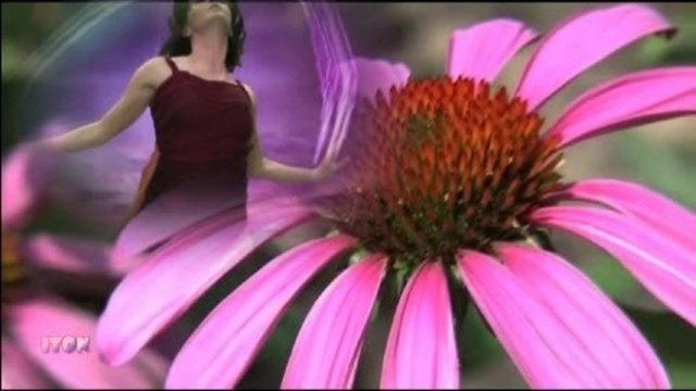 Richard Clayderman - Les Fleurs Sauvages - ДИВИ ЦВЕТЯ
