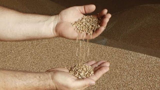 Над 3 млн.тона добруджанско зърно ще бъде изнесено. Криза на вътрешния пазар не се очаква.