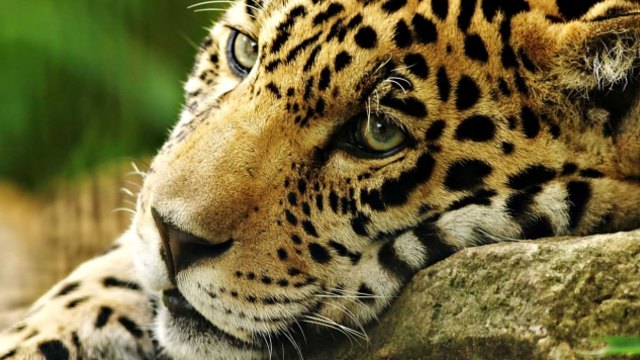 Убийството на ягуара Алонсо взриви социалните мрежи