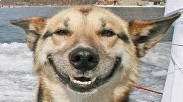 Кучета се усмихват !