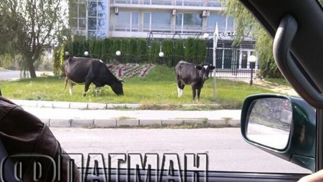 В Слънчев бряг проблема с тревата се реши с крави - пасат пред лъскавите хотели (ВИДЕО)