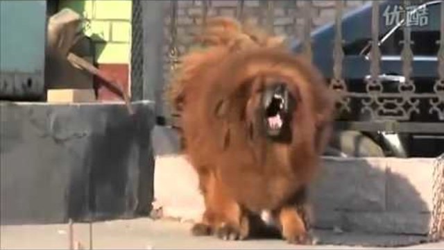 Червен Тибетски Мастиф ~ Най Скъпата Порода Кучета