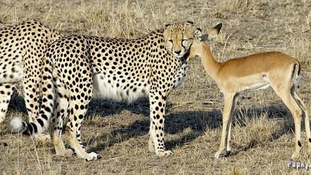 Мъничка Импала си играе с Леопард Хищник - В Света на Животните