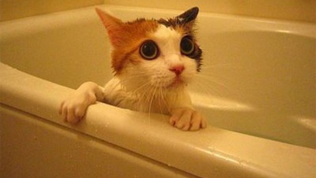 Момиче се къпе с котка във ваната