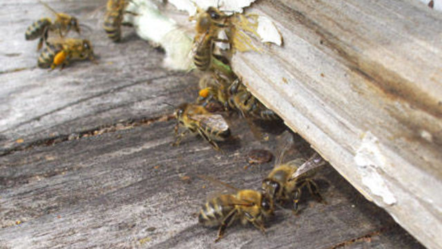 Пчели нападат къща  - превръща се в огромен кошер
