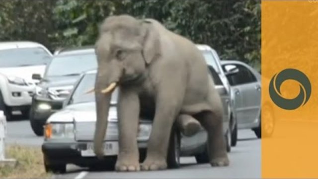 Ядосаният Слон от Тайланд се катери по колите Thailand: This Angry Elephant Really Does Not Like Cars