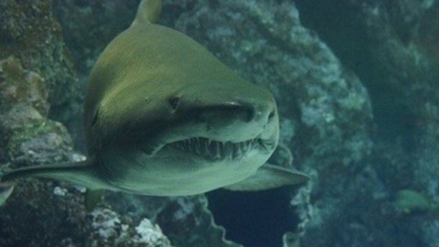 Уловиха праисторическа акула днес - „Мантиева акула” в митовете за морски чудовища