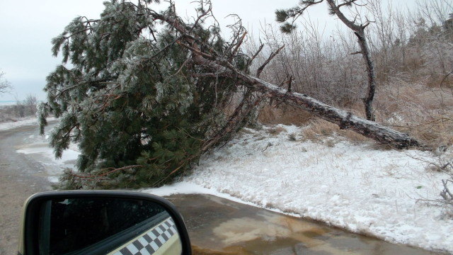 Бурни ветрове отнесоха покриви и изкорениха дървета в Северозападна България 31.01.2015