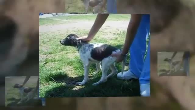 Любовта на Хората!! Операция даде шанс на куче да проходи в България