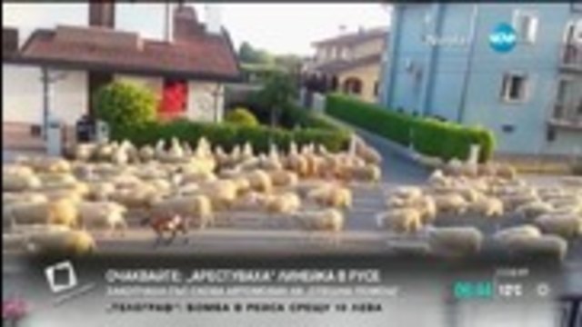 Задръстване в Италия заради… овце! :)