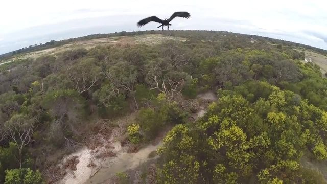Голям морски орел атакува дрон - Австралия част/2