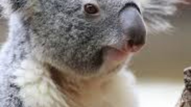 Сладко меченце-коала преследва туристи в Австралийски резерват