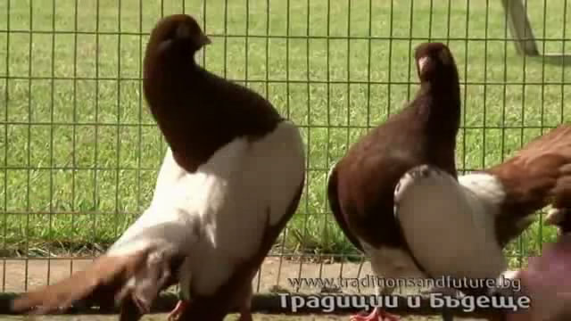 Нова порода гълъби - Български огледален ролер