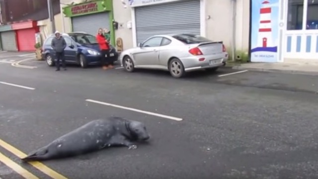 Гладен тюлен търси риба и блокира улица в ирландско градче