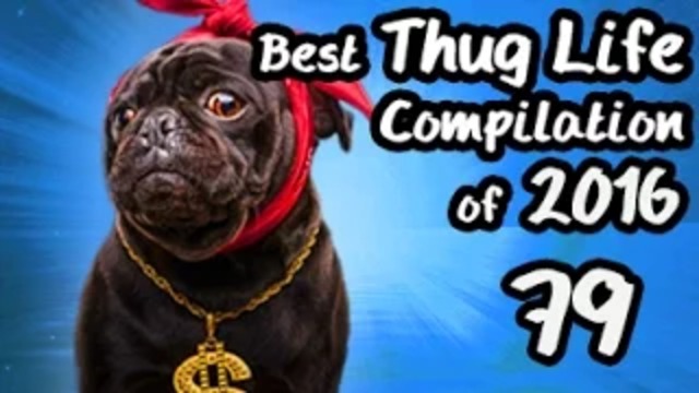 Best Thug Life Compilation of 2016 Part 79