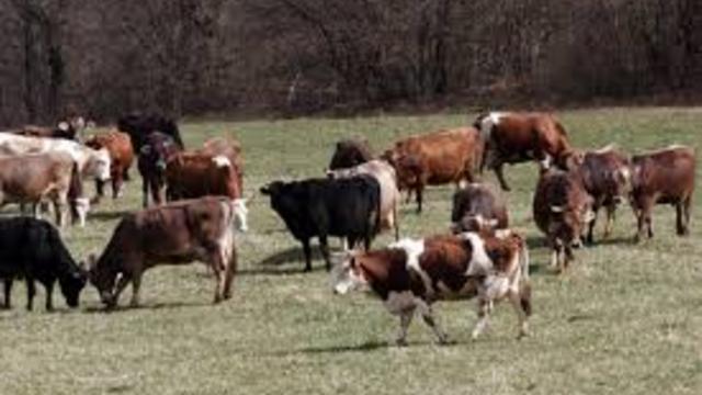 Опасност от зараза грози кравите до българо-гръцката граница