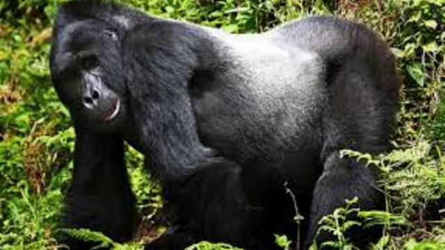 Застреляха горила заради 4-годишно дете, паднало при мъжките маймуни