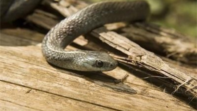 Ужас! Нов случай на ухапан от змия-пепелянка в Пловдивско