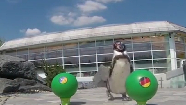 Пингвин и тюлен предсказват мачовете от Евро 2016