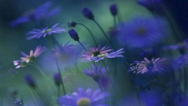 ✿Невероятни сини цветя! ... (Music by Parijat) ... ...✿