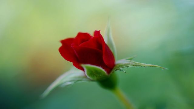 Розата си е роза! ... For you ! ღ❤ღ ... (Enrique Chía music) ... ...