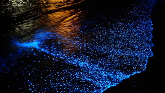 Морето край Китай свети в синьо (ВИДЕО)