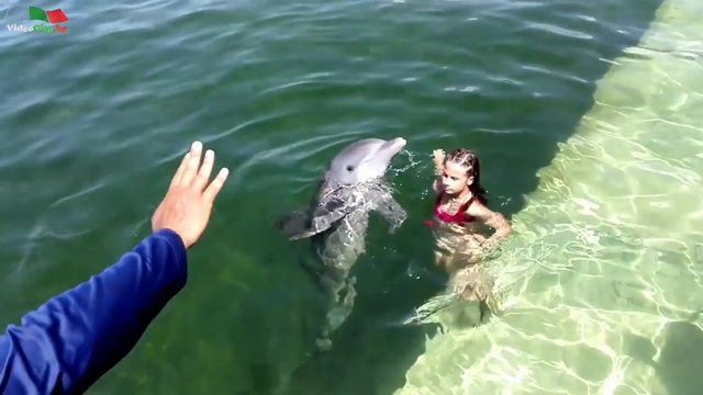 Делфин ама делфин да видиш...