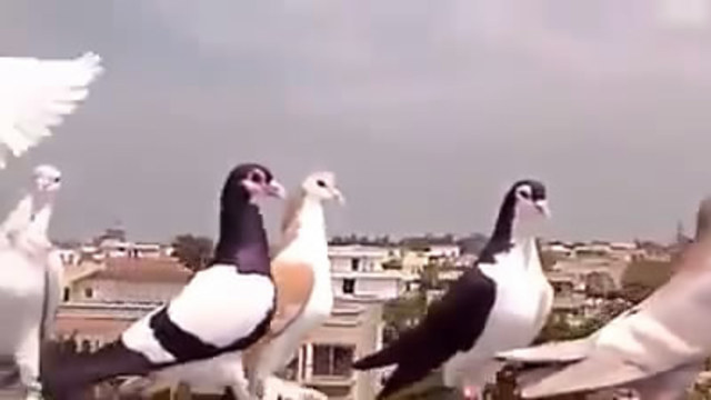 Гълъби на пакистански гълъбовъди