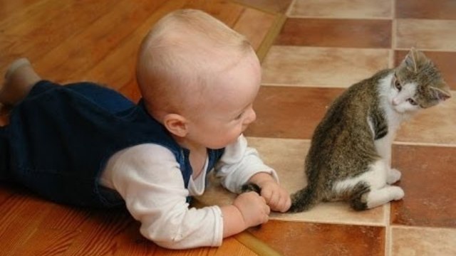 Котенца И Бебета, Които Играят Заедно. Компилация (ВИДЕО)