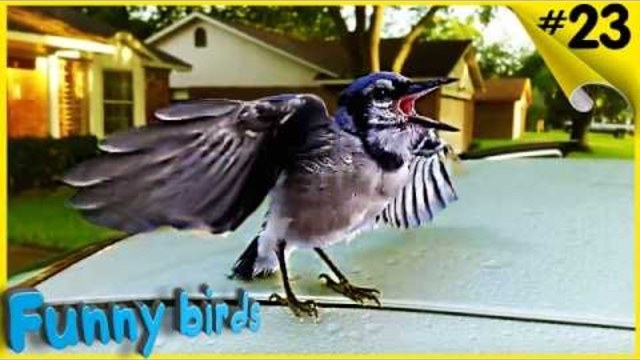 Funny Bird Videos