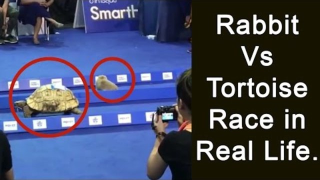Надбягване между заек и костенурка - Няма да повярвате кой победи!? Rabbit Vs Tortoise Race in Real Life.