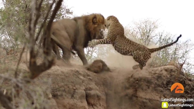 Male Lion Stalks & Attacks Leopard