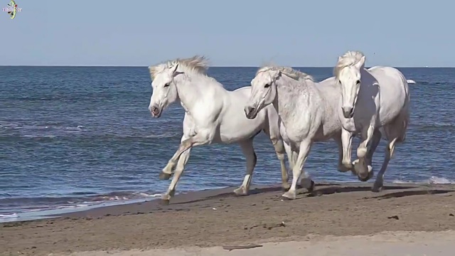 орк.Оазис -Седем бели коня