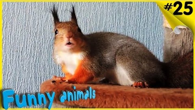 Смешные животные Подборка СМЕШНЫЕ видео про животных HD