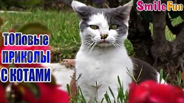 ТОПовая подборка 2016 приколы с котами под музыку Смешные Коты До Слез