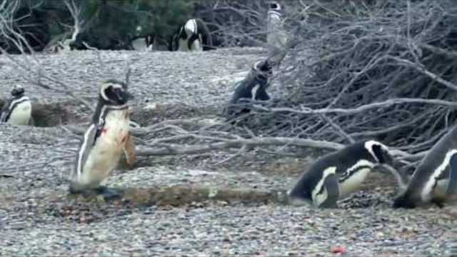 Мъжки Пингвини се бият жестоко заради женска! Animal Fight Night Homewrecking Penguin