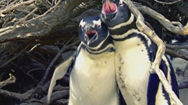Вирусно видео в Интернет! Мъжки Пингвини се бият жестоко заради женска! Penguin