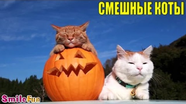 Смешные коты и кошки, Подборка приколов с котами и кошками 2016
