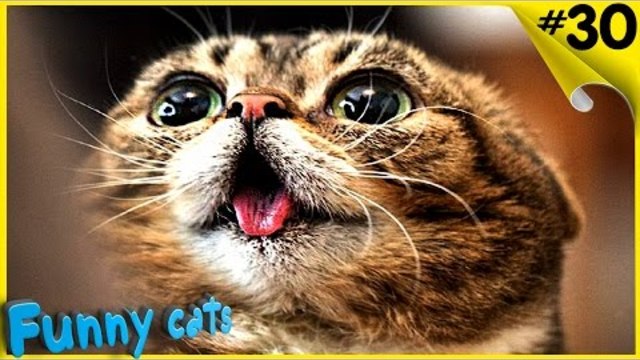 Приколы с котами и кошками 2016 Смешные коты и кошки смешные