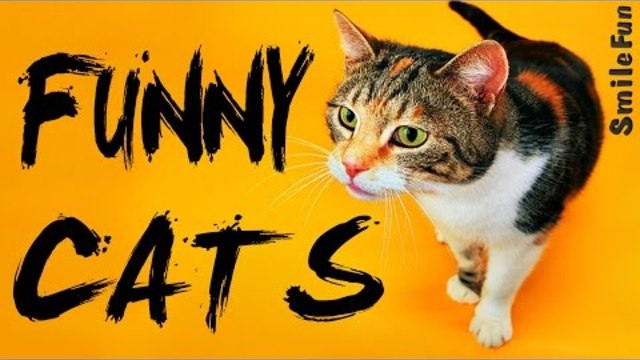 Смешные Коты Приколы с Котами и Кошками 2016