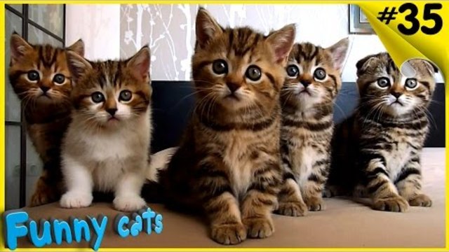 Котята Смешные коты и кошки Приколы с котами и кошками