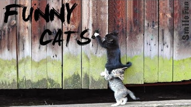 Приколы с котами Смешные коты 2017