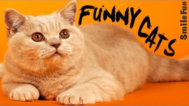 Приколы с котами Смешные коты и кошки 2017