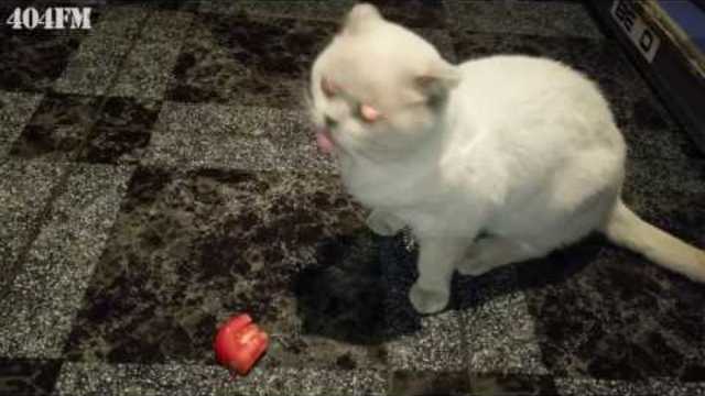 Коту дали помидор? Смешной кот Приколы с котами