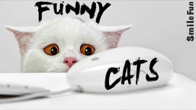 Приколы с котами ТОПовая Подборка Смешные коты  2017